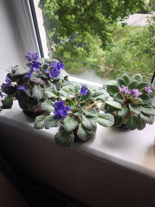 Цветы комнатные фиалки толстянка каланхоэ, эониум, спатифилум