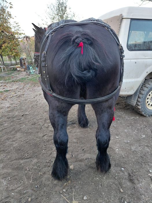 Vand manza de 4 ani