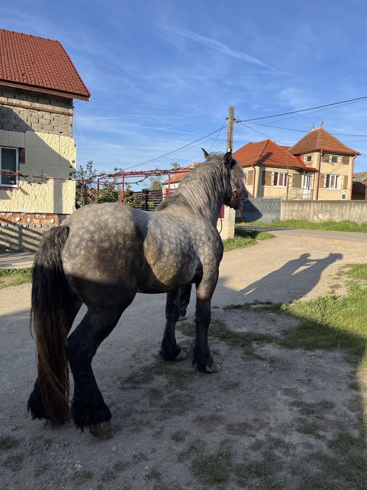 Vand Armasar de 3 ani