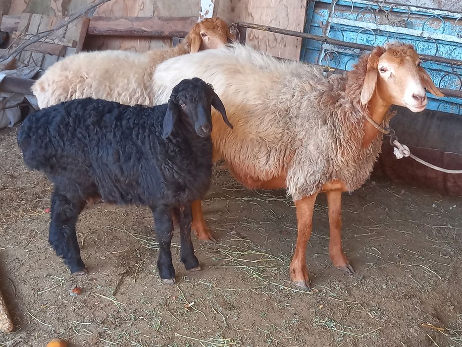 Qizil quyni ozi sotiladi