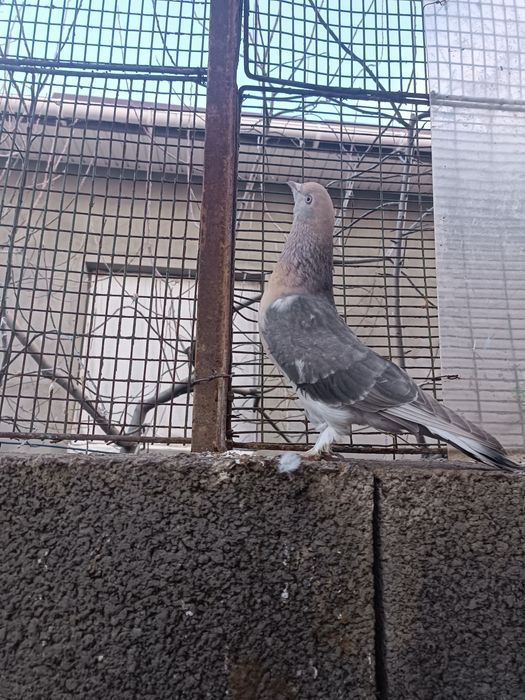 Голуби. Кептер. Кус.