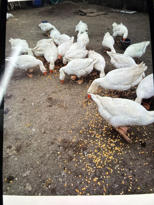 Vand oua de gasca pentru incubat