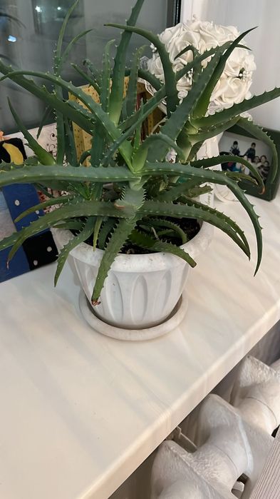 Продам  долларовое дерево, алое