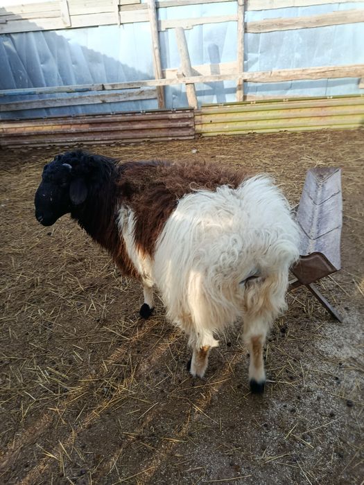 Қошқар мен сек сатылады