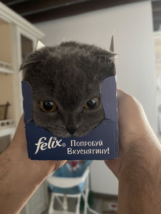 вязка вислоухого скотиш фолда!