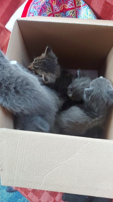 Отдам котят даром