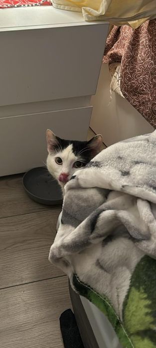 Adoptie motan Bucuresti: Oreo este bland, jucaus si sterilizat