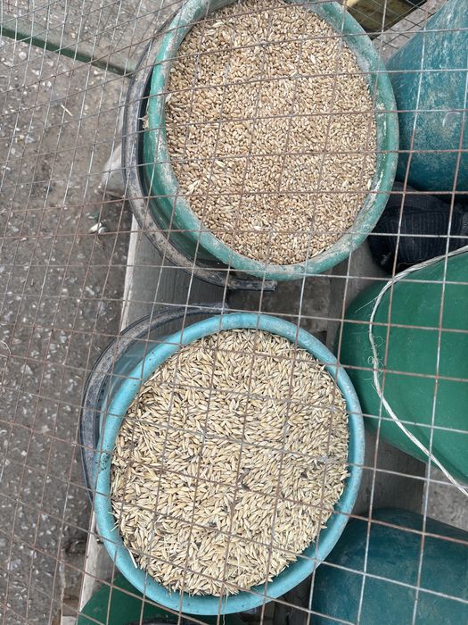 Жем арпа бидай отруби