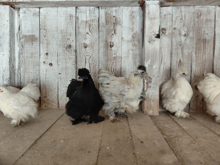 Cochin, mătase,si metisuri