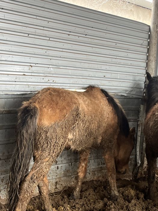 Байтал бордақыдағы