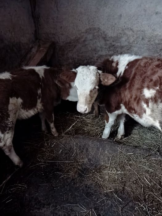 De vânzare două vițele