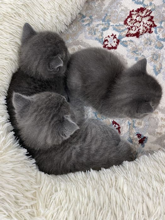 Продам кошек Алматы шок цена!