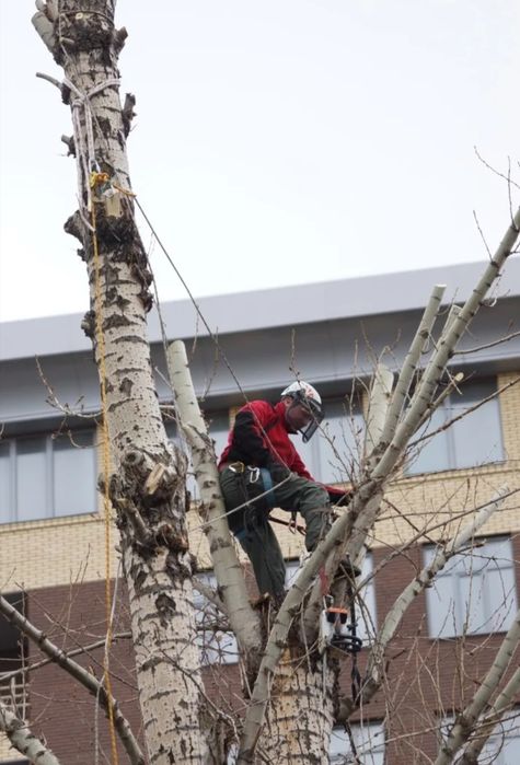 Пилим спиливаем деревья не дорого.