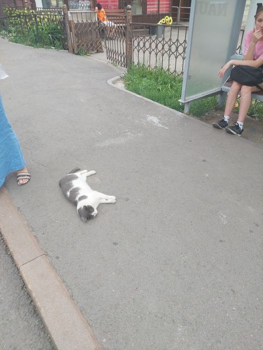 Бесплатно отдают котят, кошку