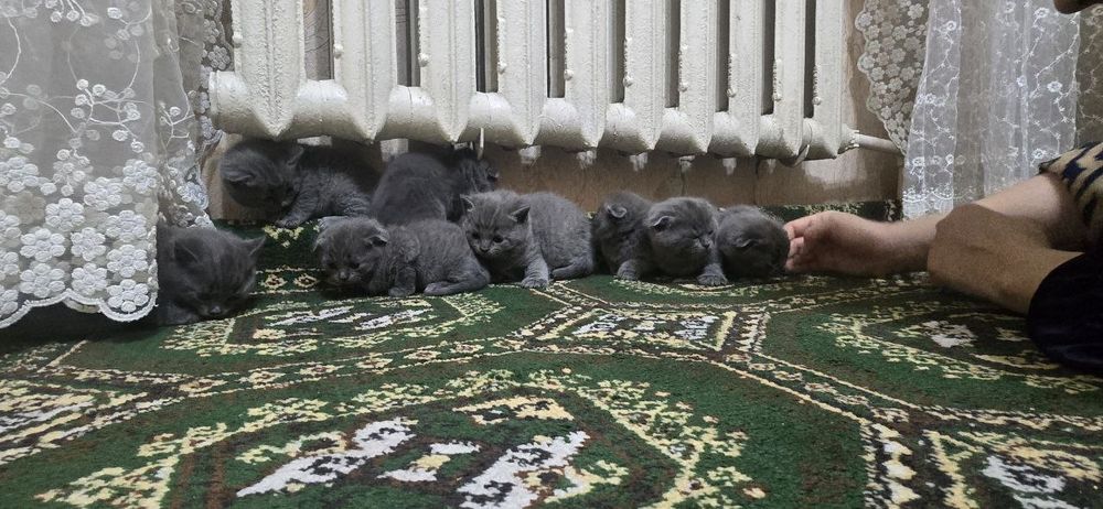 Mushuk bolari sotiladi