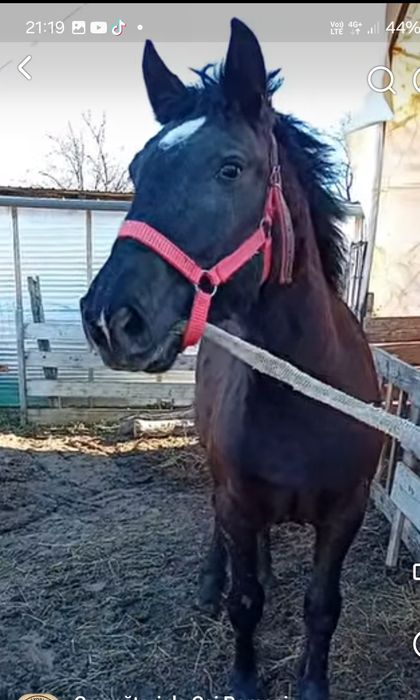 Vand manză de 9 luni