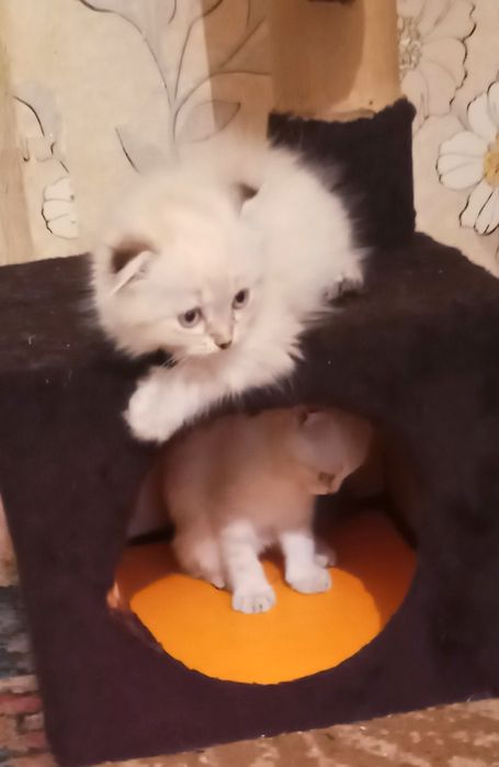 Продам котят британцы