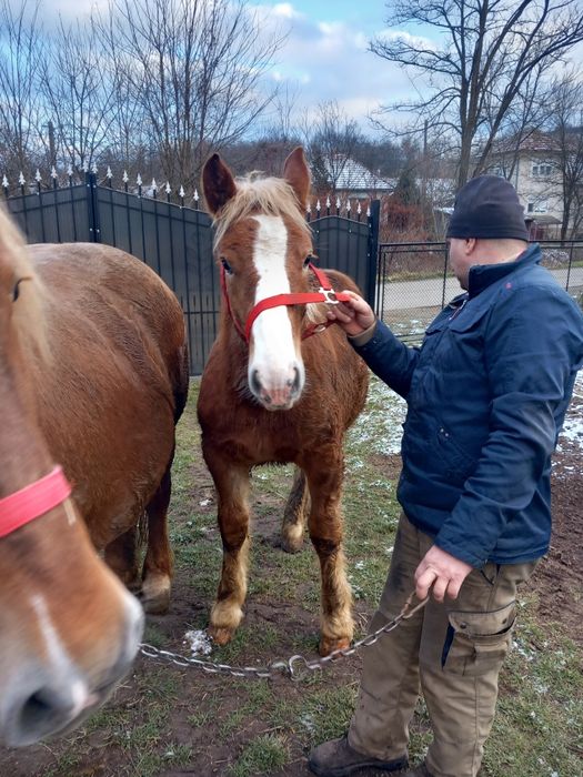 Iapa cu manz de vânzare