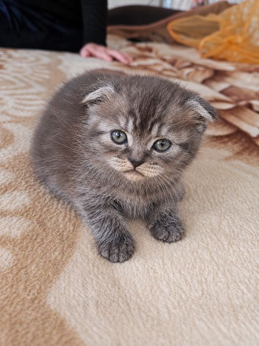 Котята шотландские