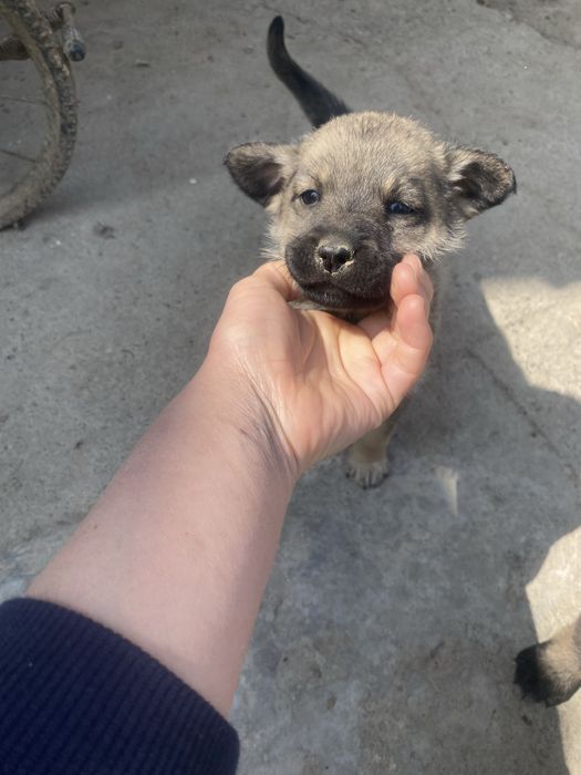 Щенки в добрые руки