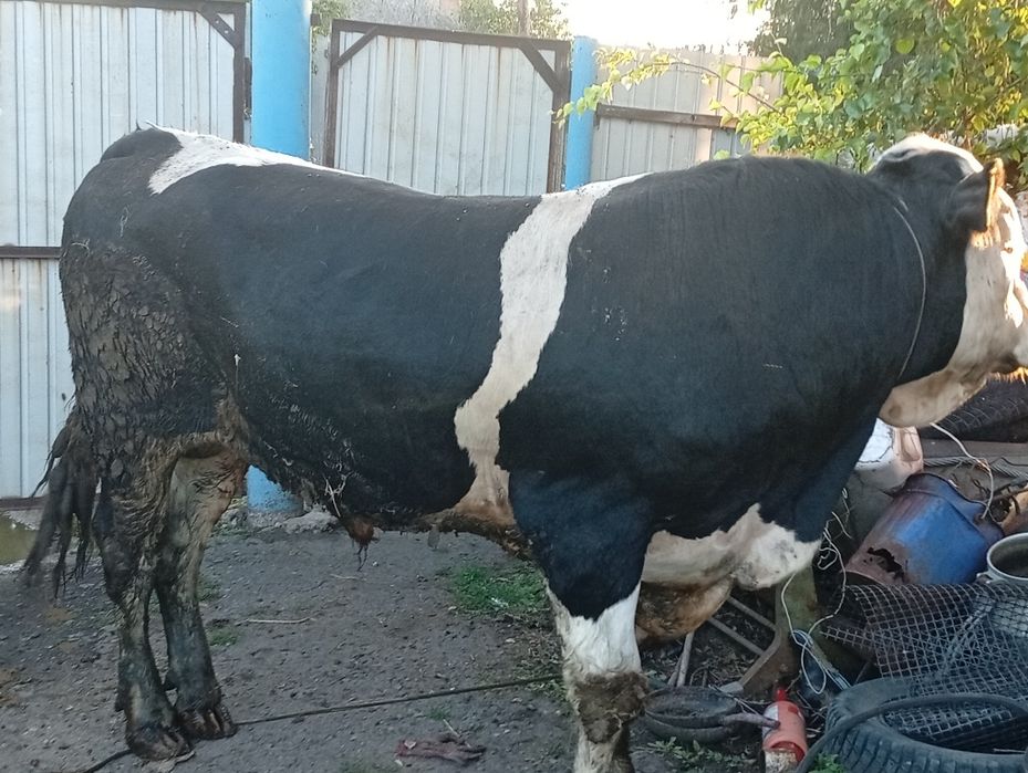 Продам быка и 4 телки