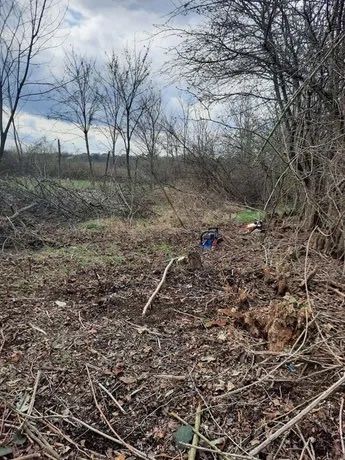 Plantare, altoire, servicii de taiere, fasonare si toaletare pomi