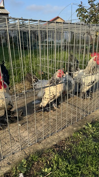 Pasari rasa pitica incaltata tineret 2025 mii de flori