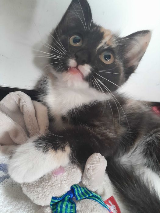 Котёнок отдаю бесплатно