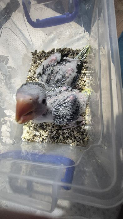 Vand puii de Marele Alexander