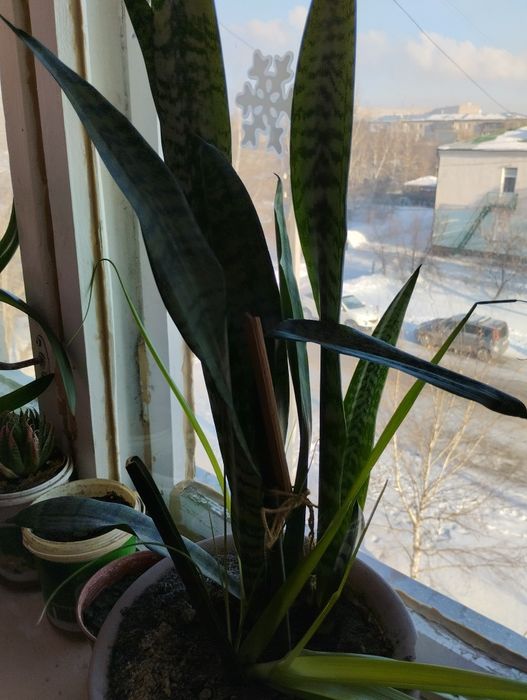 Продам комнатный цветок