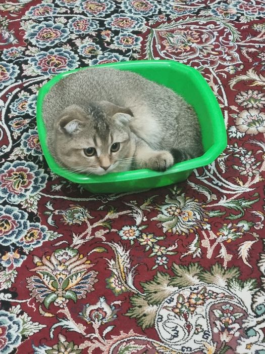Кот скотиш фолд продам
