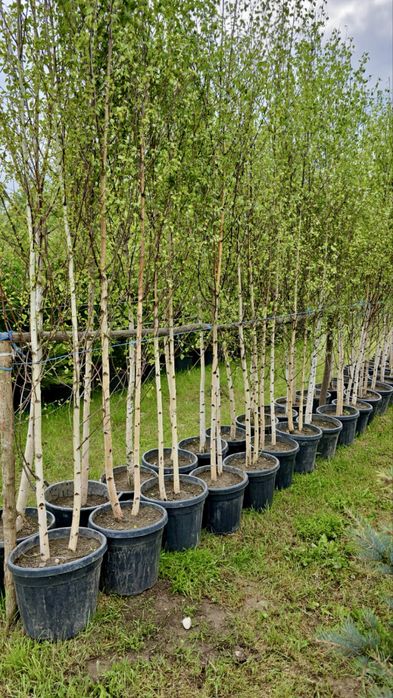 Copaci / Tei / Mesteacan / Platan / Brazi