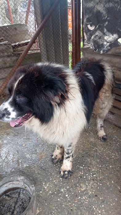 Българско овчарско куче