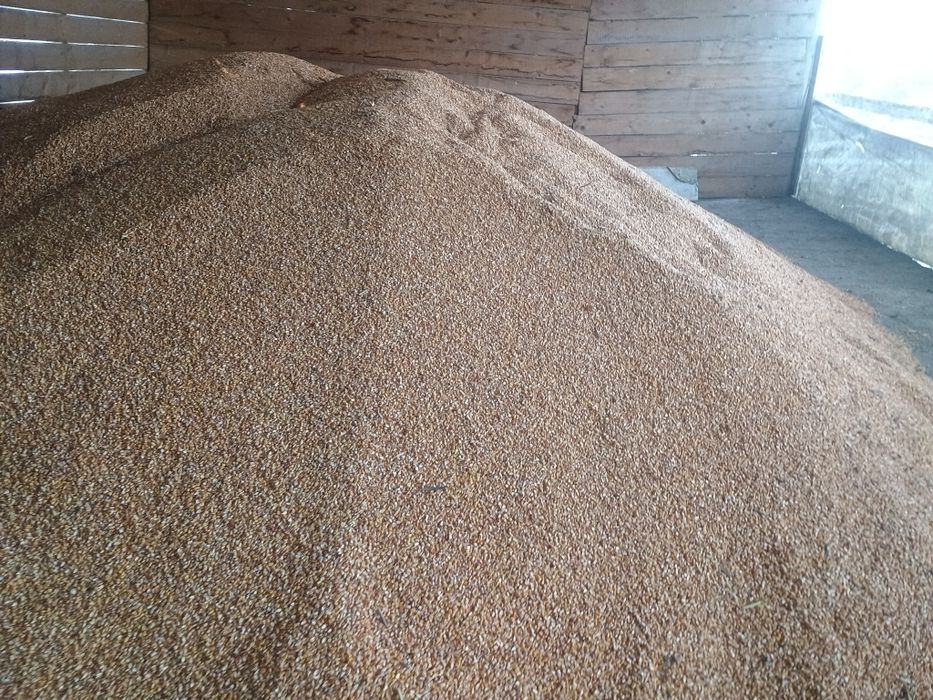 Porumb boabe de vânzare