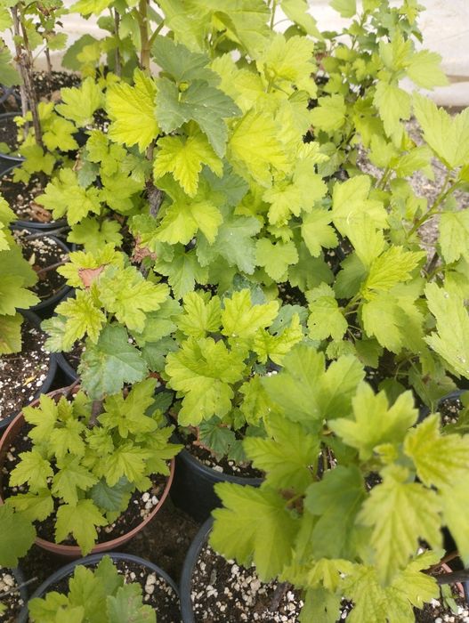 Касис,френско грозде в саксия