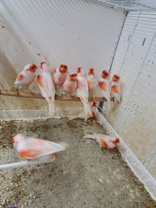 Canari diverse culori masculi/femele