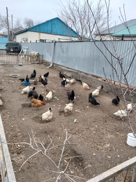 Тауыктар сатылады