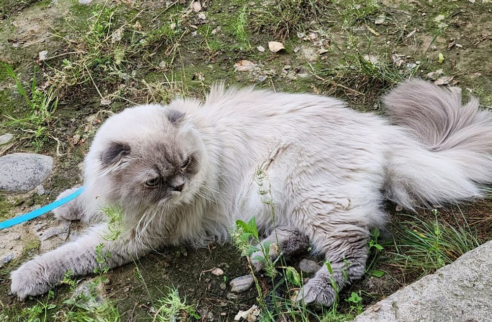 Qizni mast qilib qoydi va mast holda sikishdi