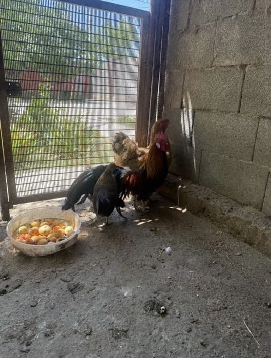 Бір қораз бір тауық