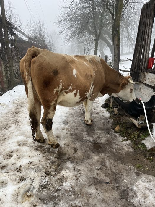Vacă de vanzare gestantă