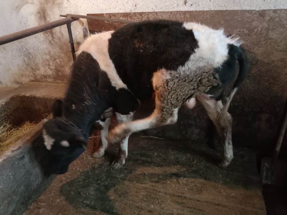 Продам Бычка, год и 5 месяцев Тараз, село Гродикова ,