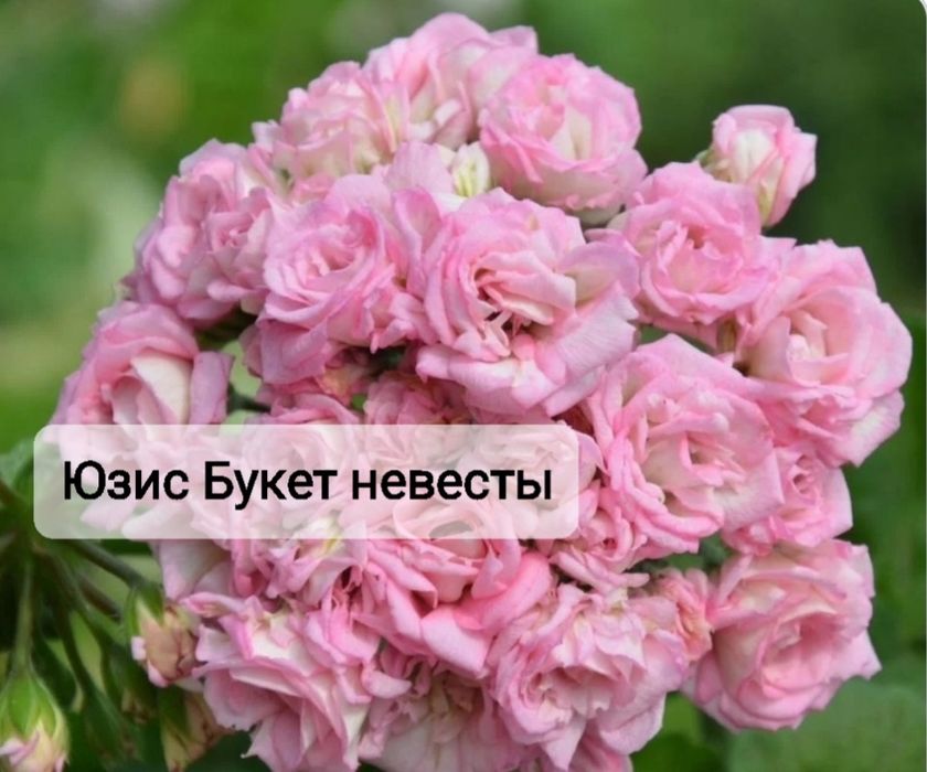 Укоренённые черенки сортовых пеларгоний