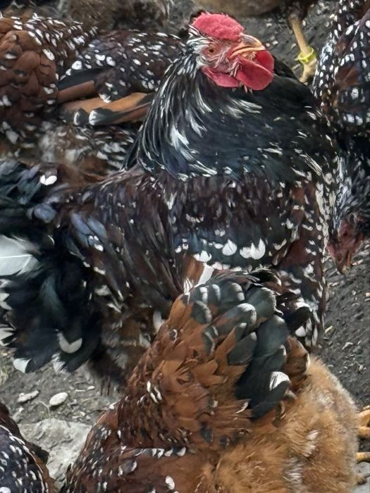 Oua Wyandotte portelan