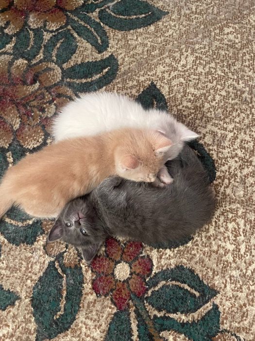 Продаются котята