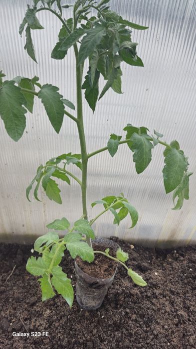 Продам раннюю рассаду