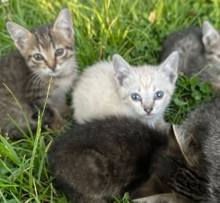 Отдам котят в добрые руки