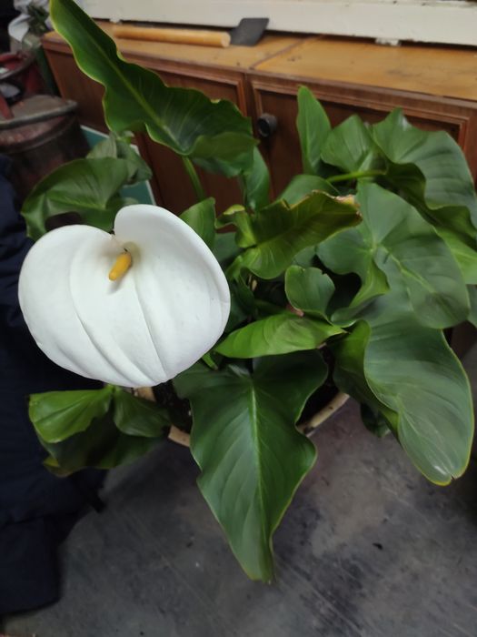 Продам цветы каллы