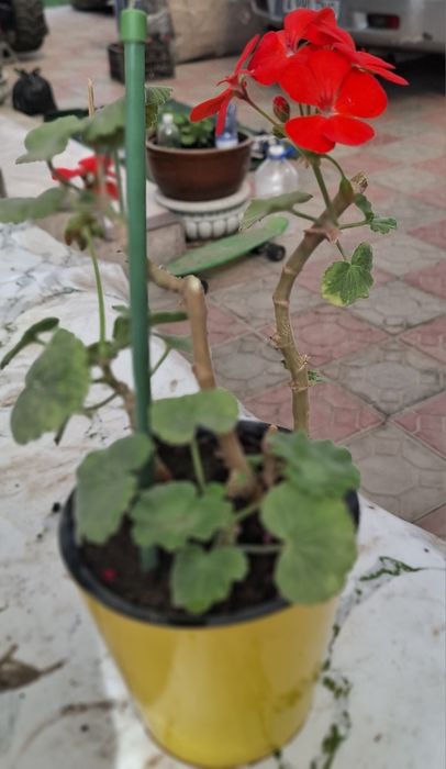 Продам комнатные цветы!
