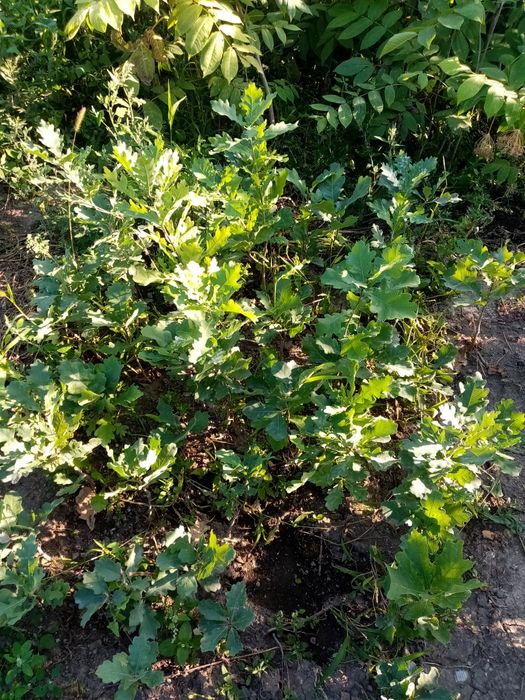 Продам кусты, деревья, липа, Берёза