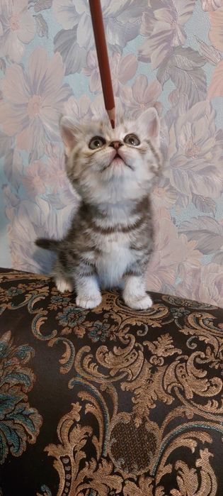 Британские котята с документами